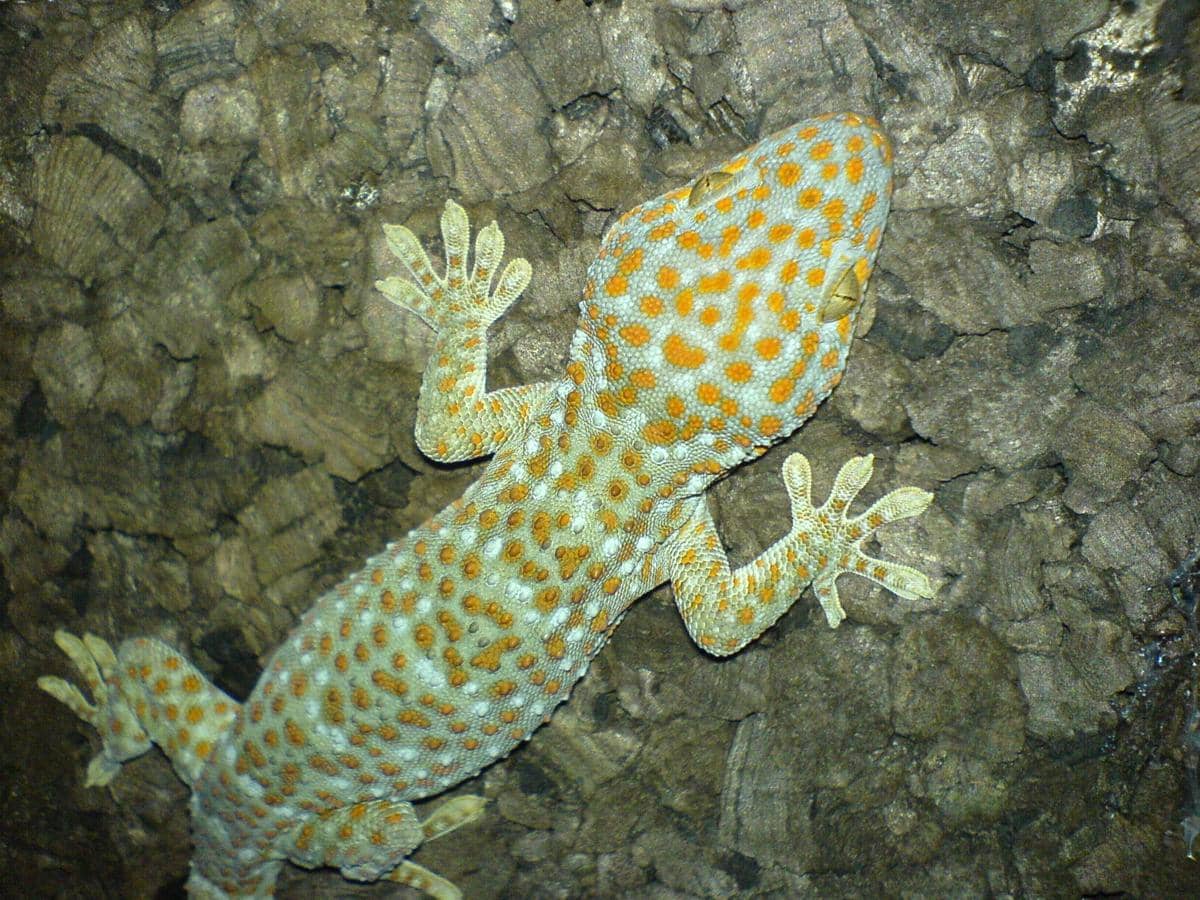 Gecko tokay 