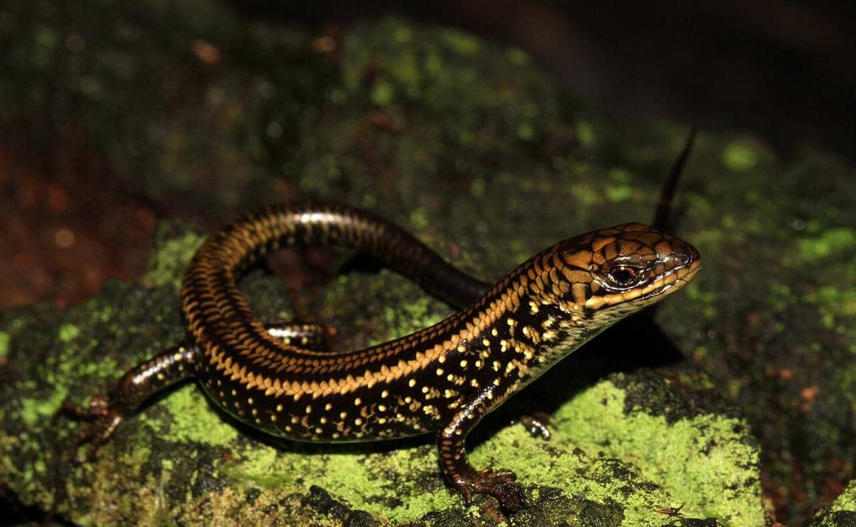 Kadal skink 