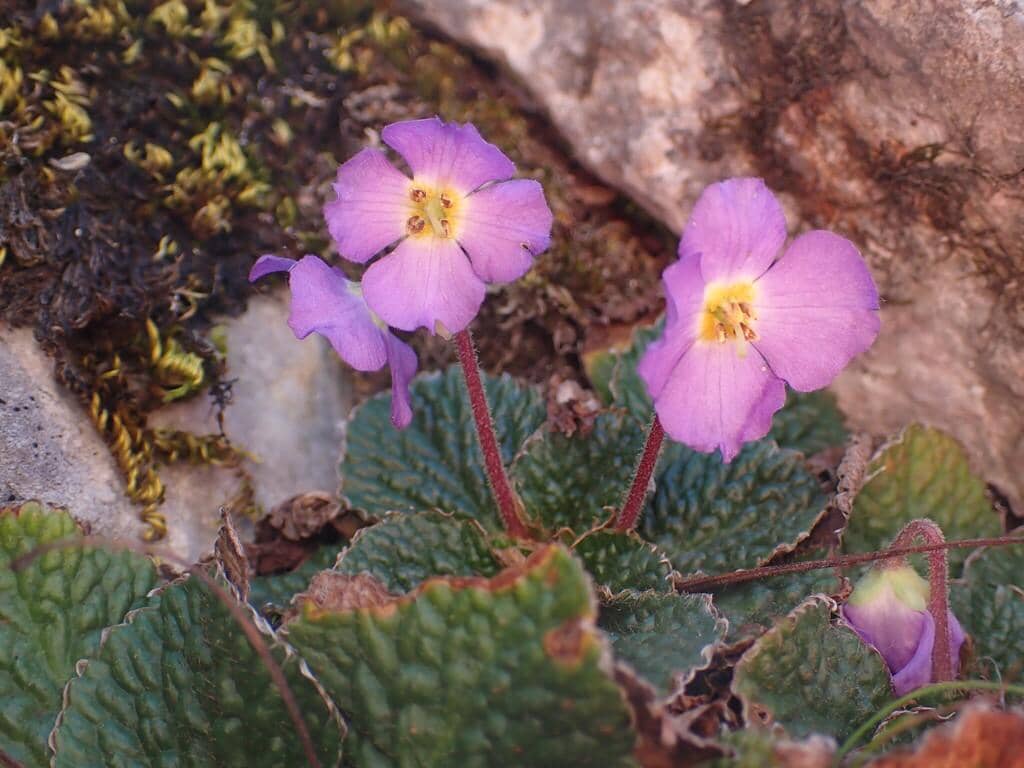 Ramonda nathaliae