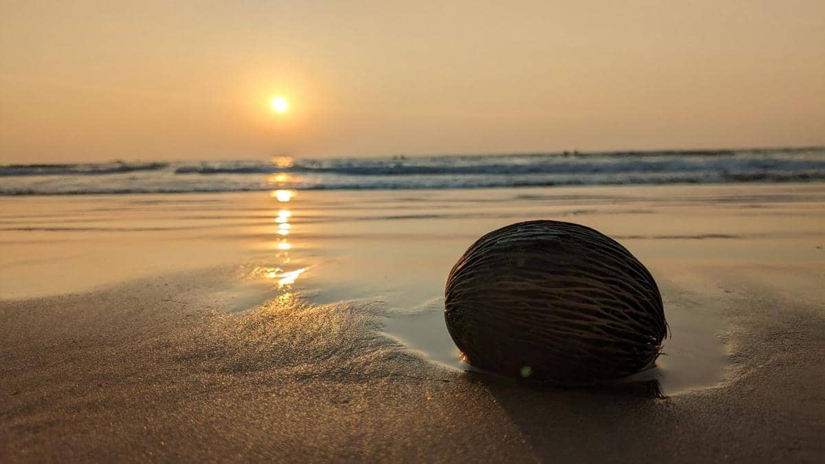 Unik! 5 Hewan Laut yang Bentuknya Mirip Batok Kelapa