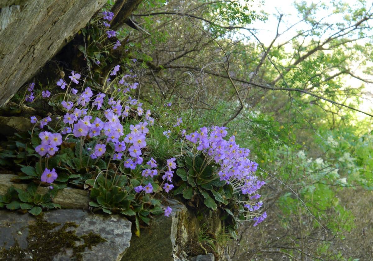 Ramonda nathaliae