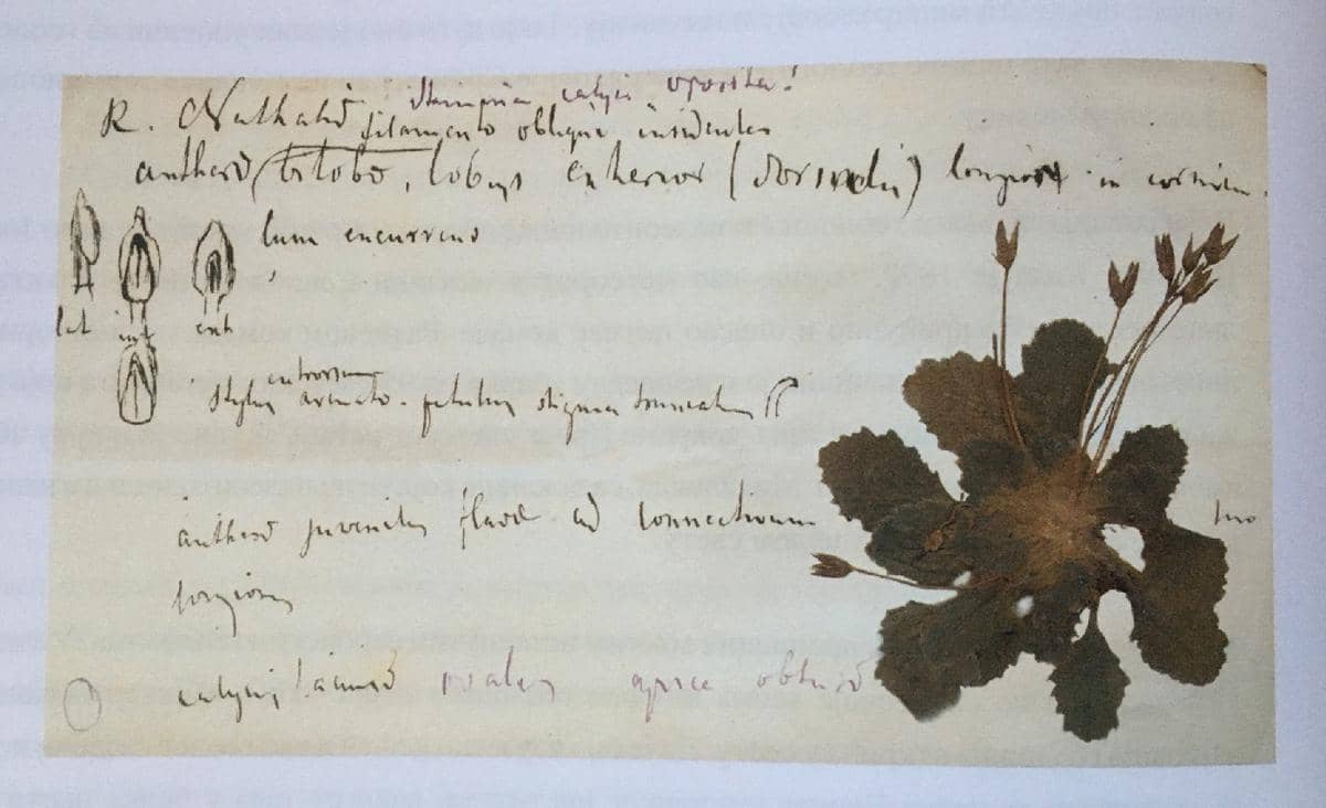 Spesimen herbarium Ramonda nathaliae milik Josif Pančić.