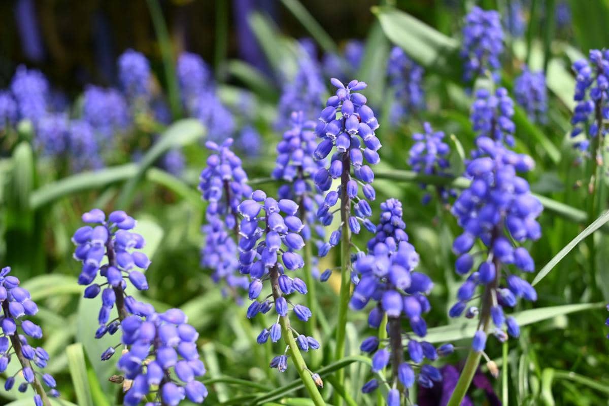 ilustrasi hyacinth