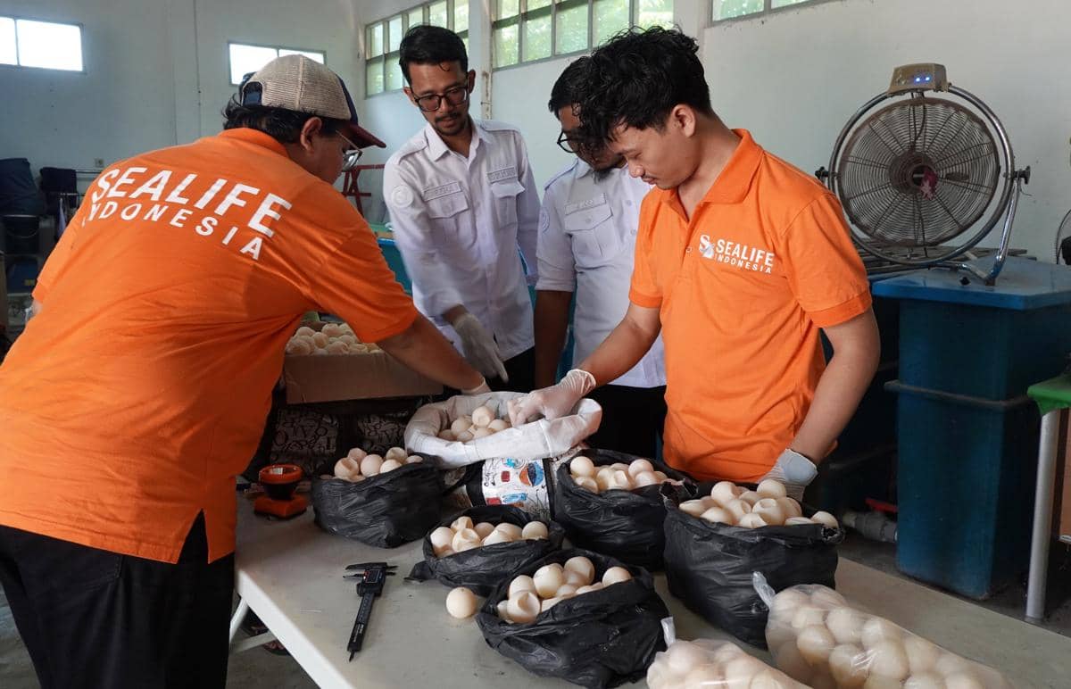 1.286 Telur Penyu Ditemukan di Sambas, Ada yang Masih Berisi Embrio