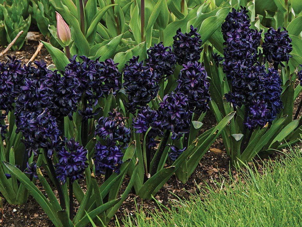 ilustrasi black hyacinth