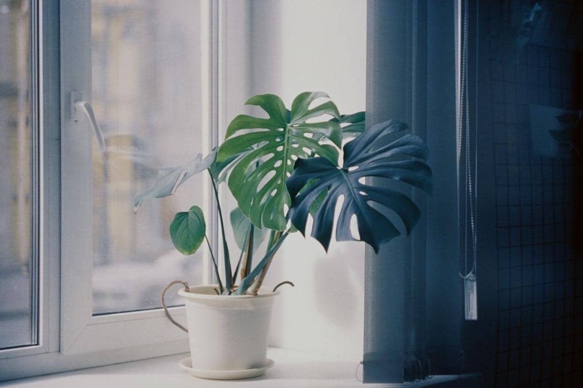 ilustrasi monstera