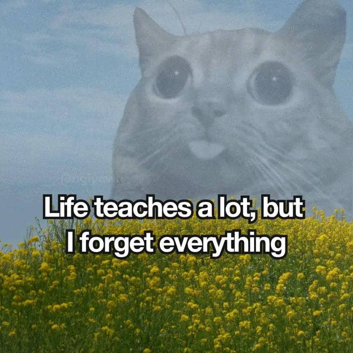 meme kucing tentang pelupa