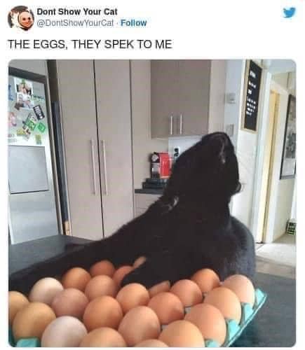 meme kucing tentang telur