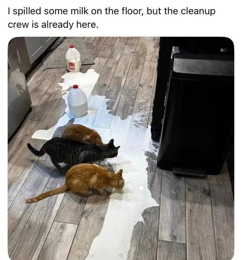 meme kucing tentang susu