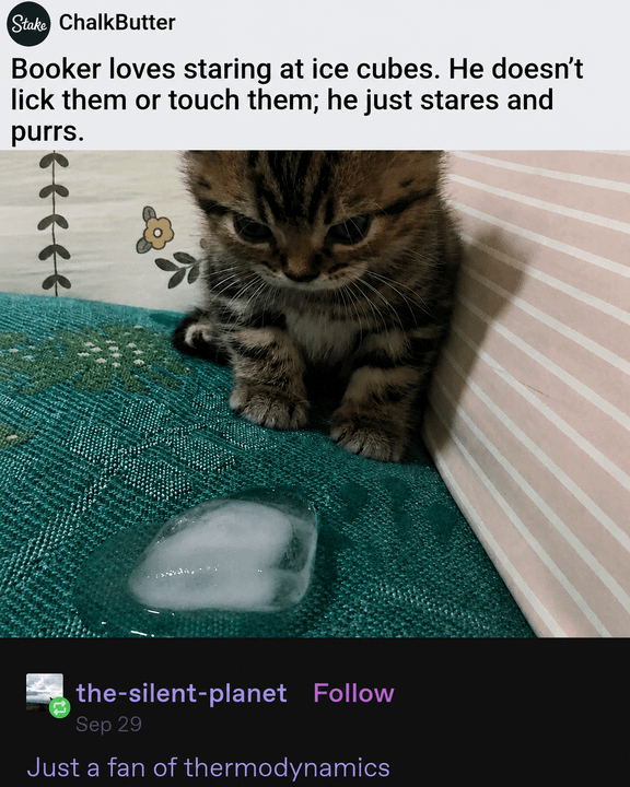 meme kucing tentang es