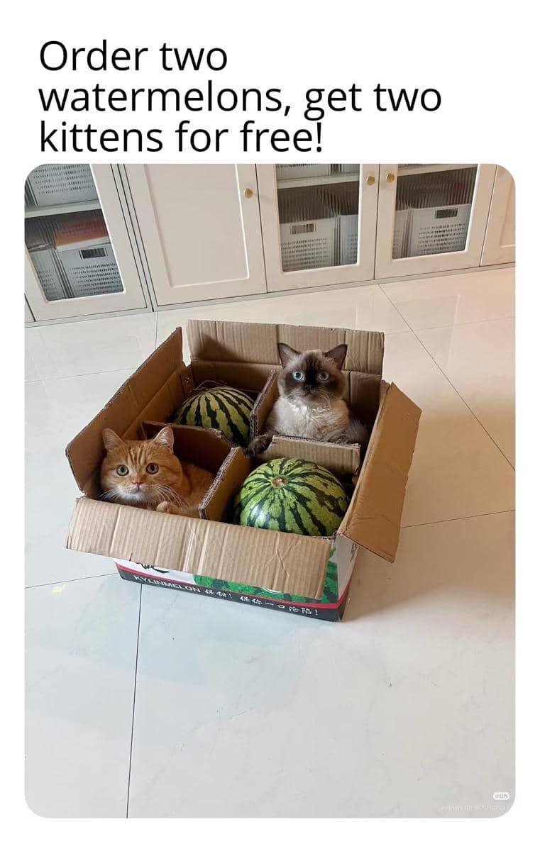 meme kucing tentang semangka