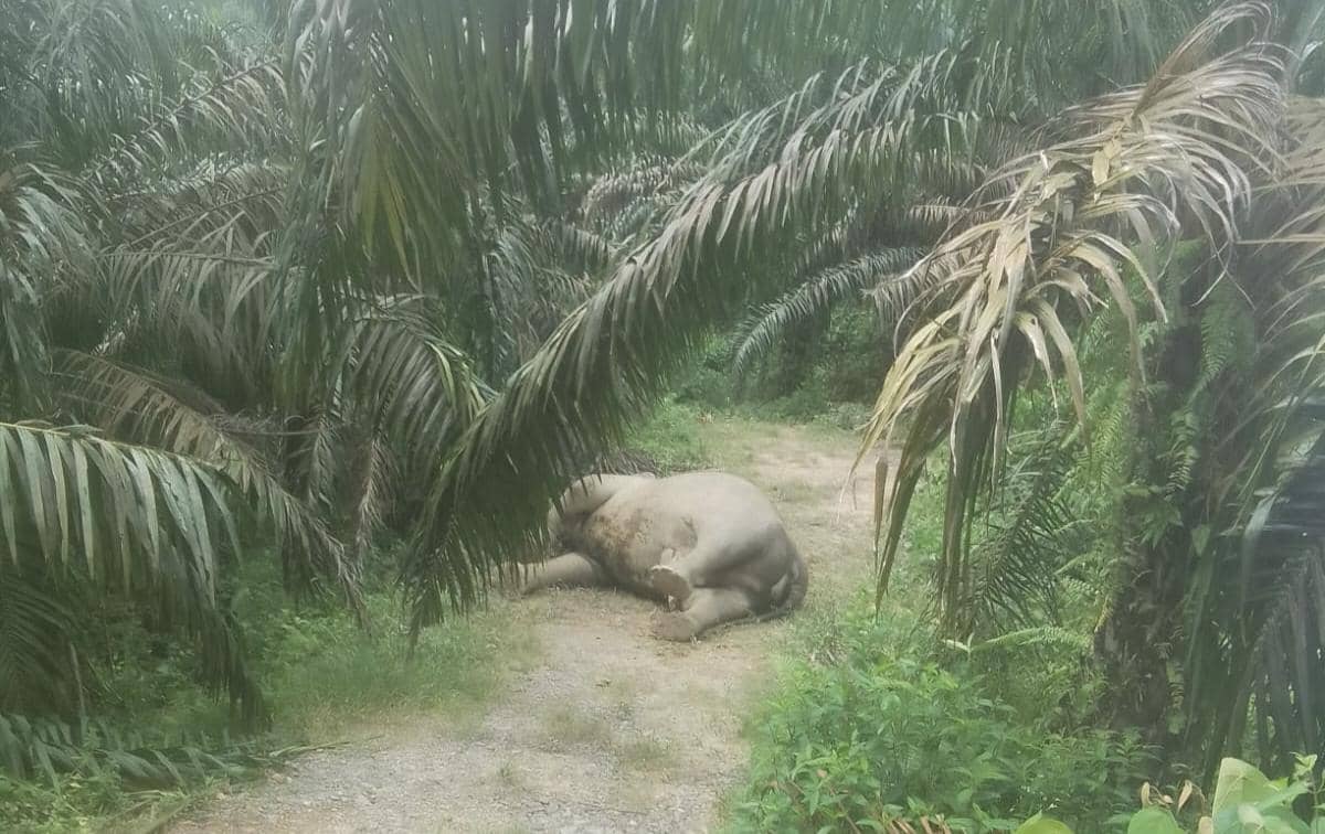 Gajah Jantan Ditemukan Mati di Perkebunan Sawit Aceh Tamiang