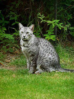 Egyptian mau