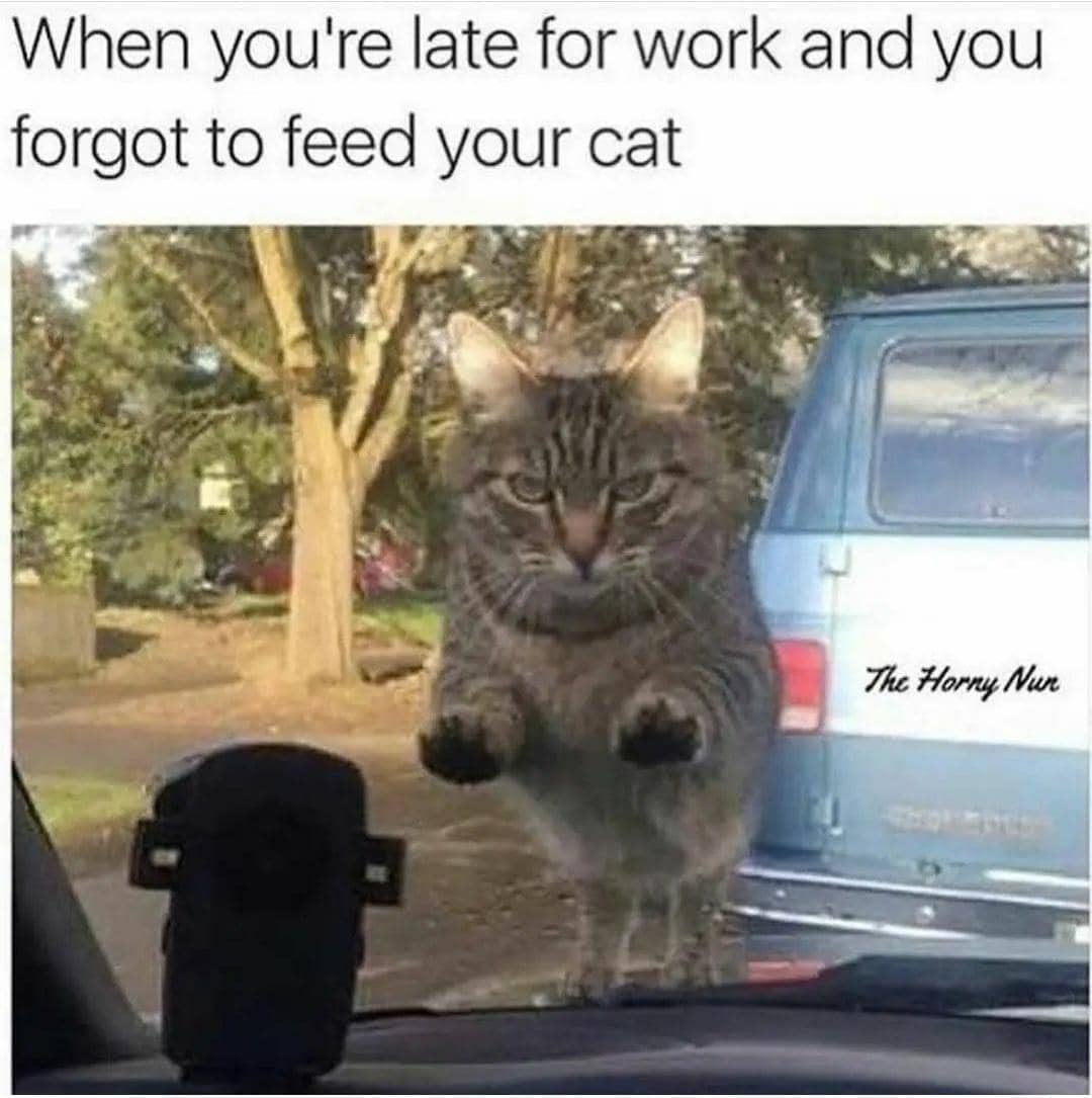 meme kucing tentang pelupa