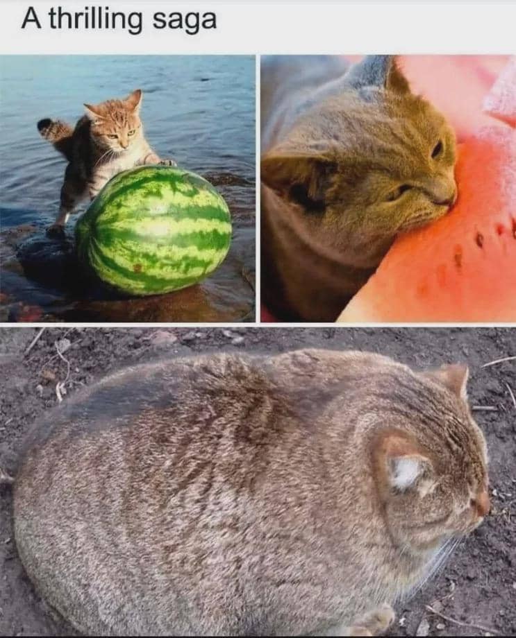 meme kucing tentang semangka