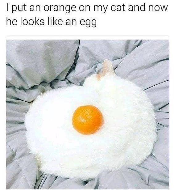 meme kucing tentang telur