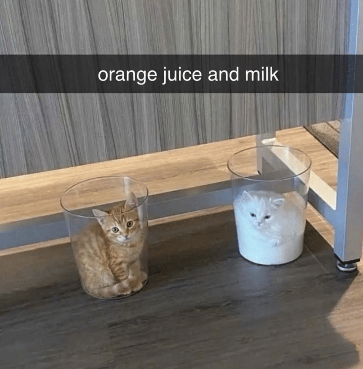 meme kucing tentang susu
