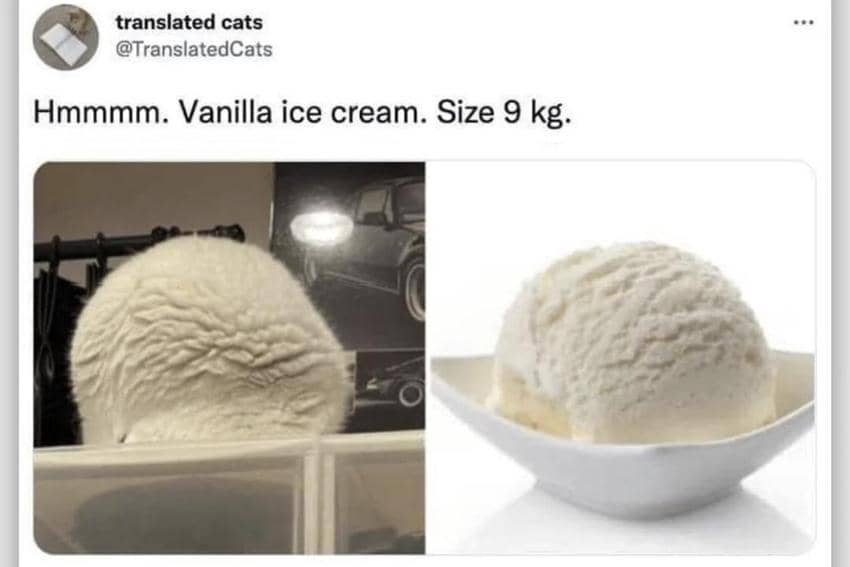 8 Meme Kucing tentang Es, Berubah Wujud Jadi Es Krim?