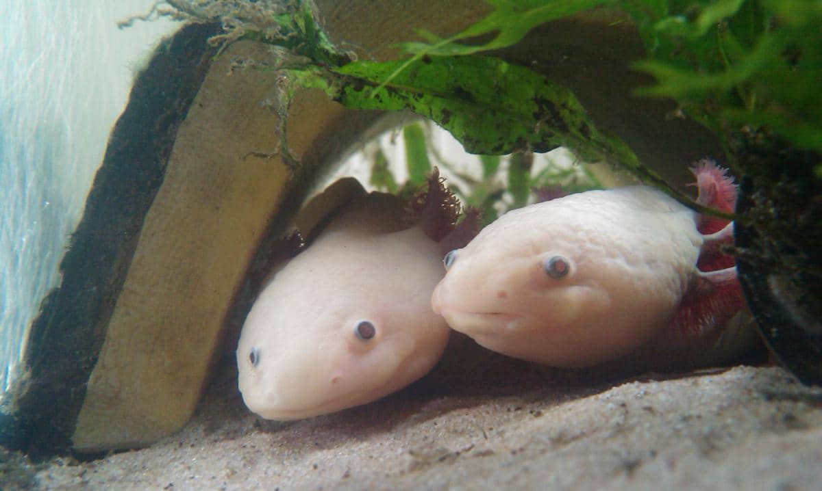 Axolotl