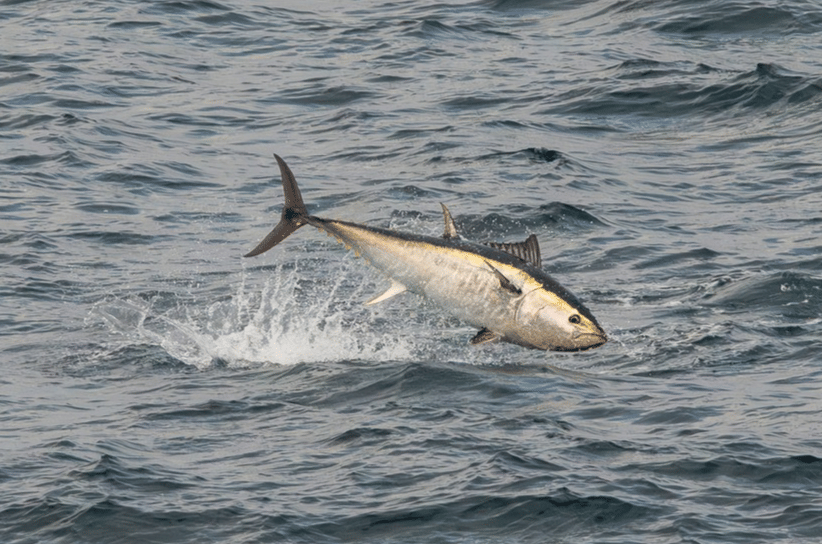 5 Ikan Tuna Terbesar, Panjangnya Melebihi Manusia Dewasa