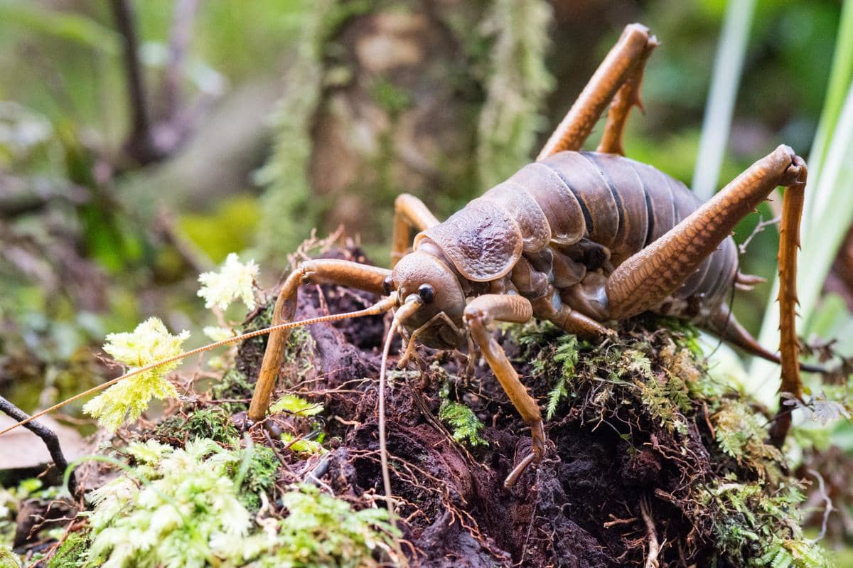 Giant weta - 2