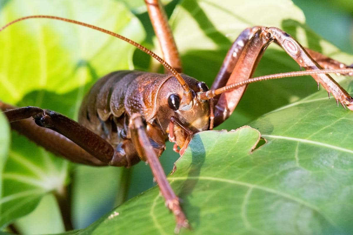 5 Fakta Giant Weta, Serangga Terberat di Dunia dari Selandia Baru