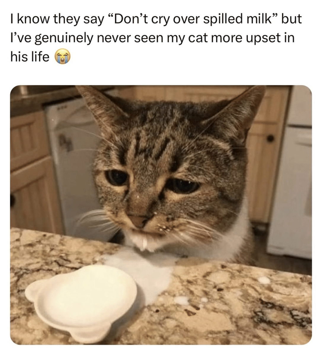 meme kucing tentang susu