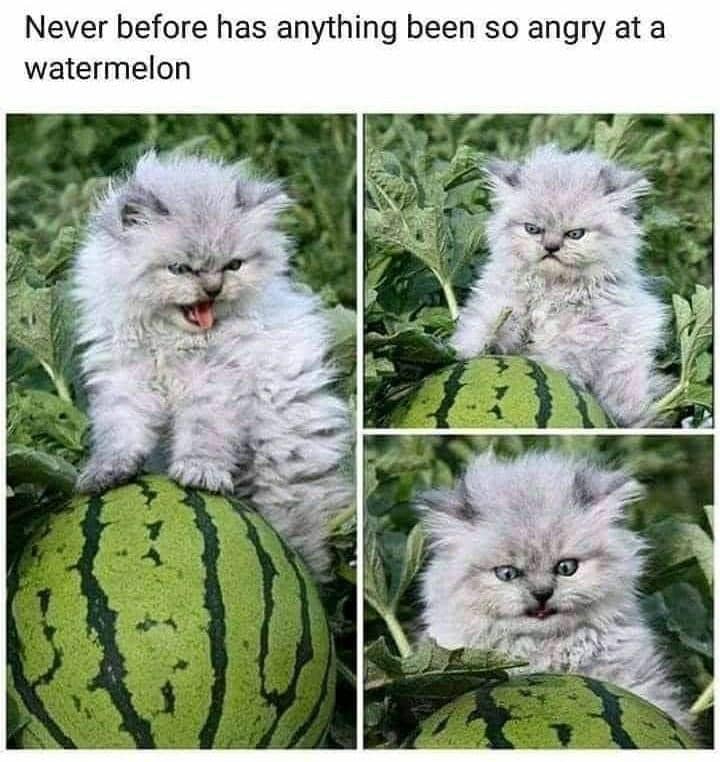 meme kucing tentang semangka