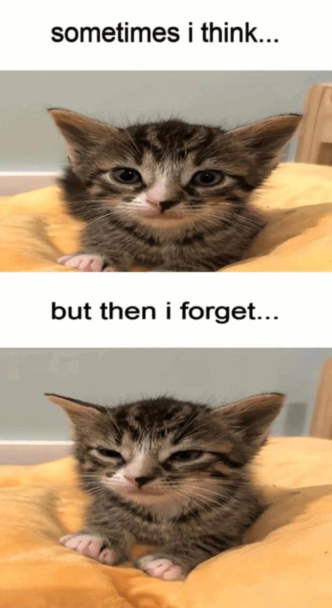 meme kucing tentang pelupa