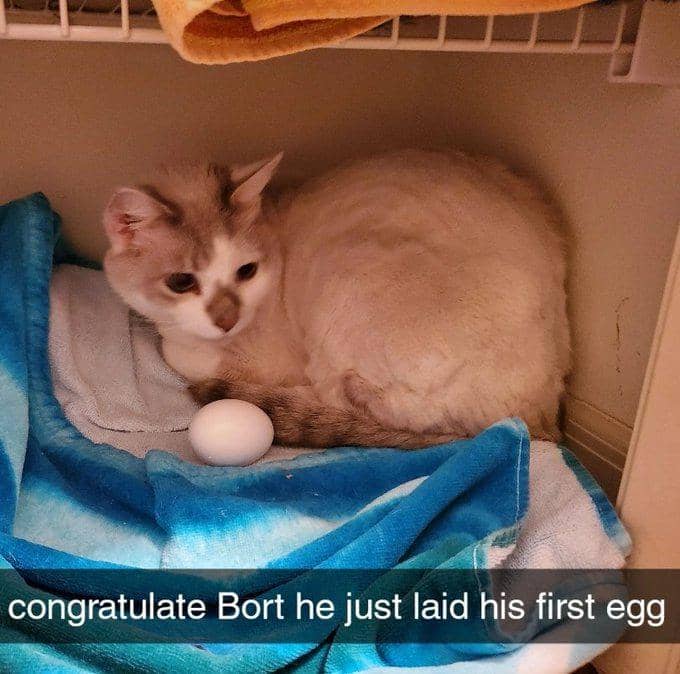 meme kucing tentang telur