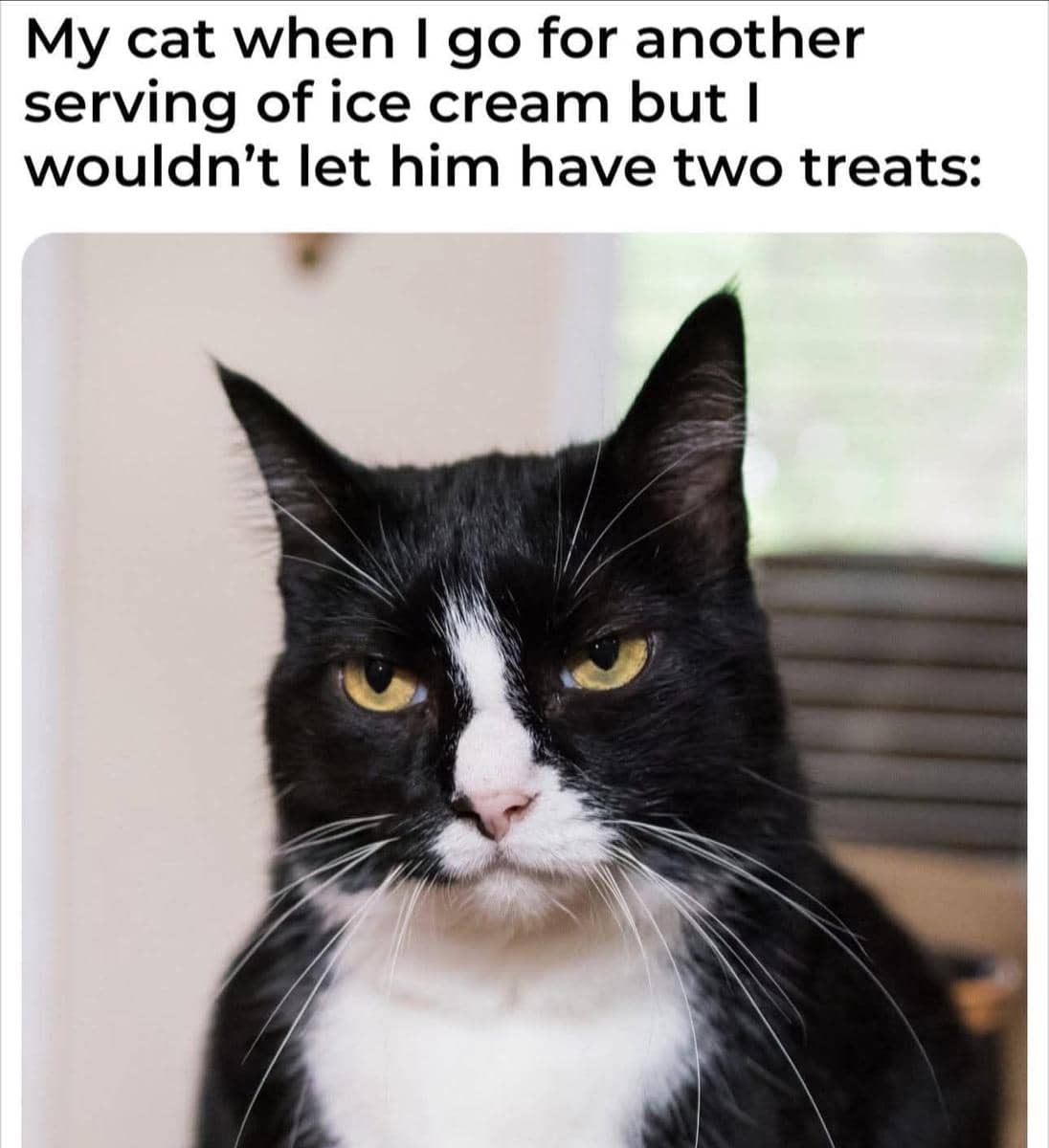 meme kucing tentang es