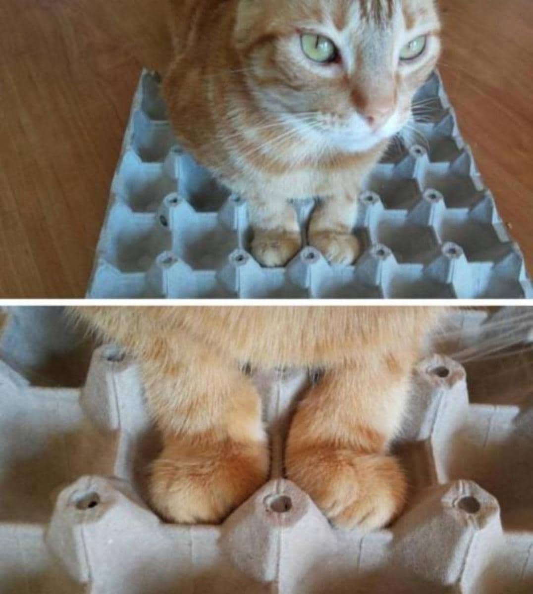 meme kucing tentang telur