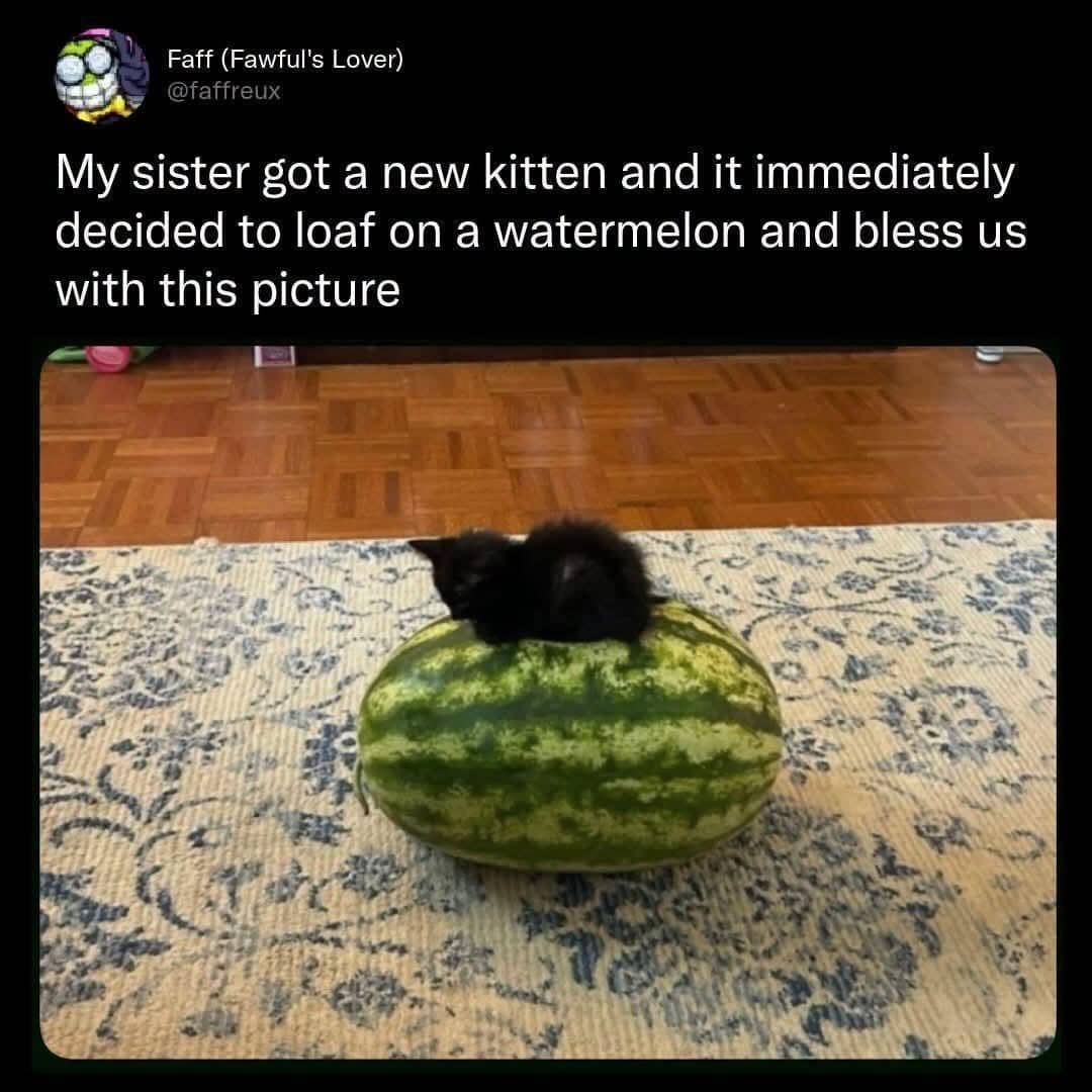 meme kucing tentang semangka