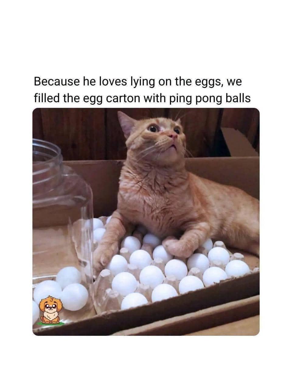 meme kucing tentang telur