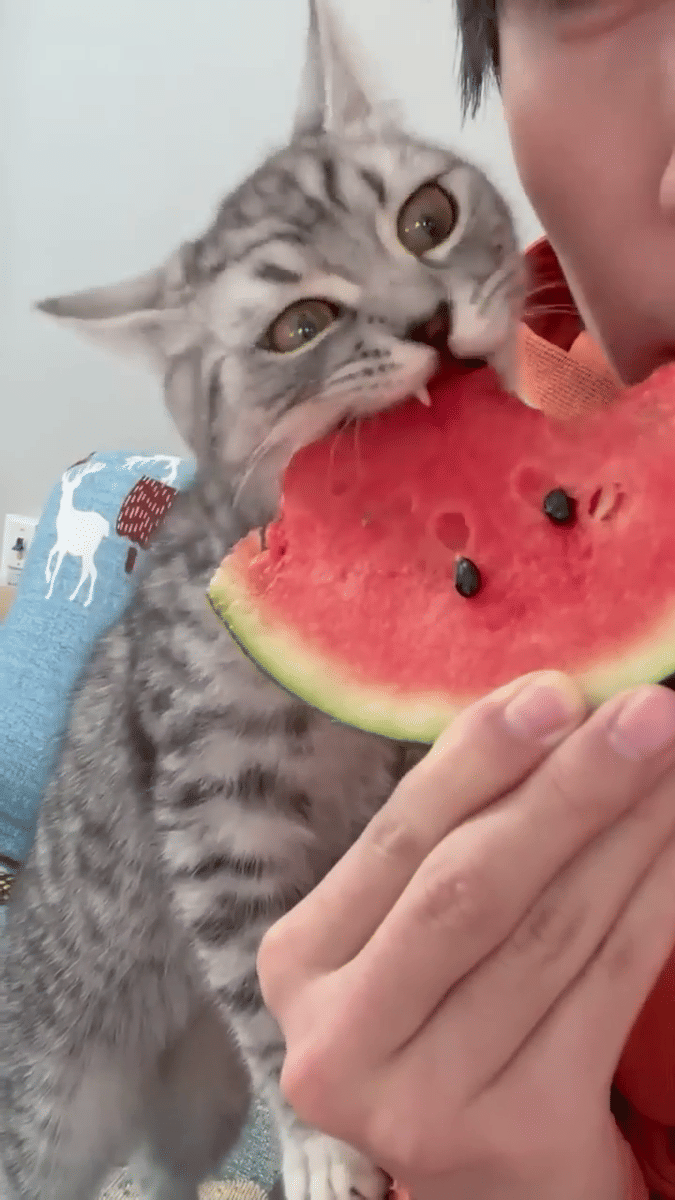 meme kucing tentang semangka