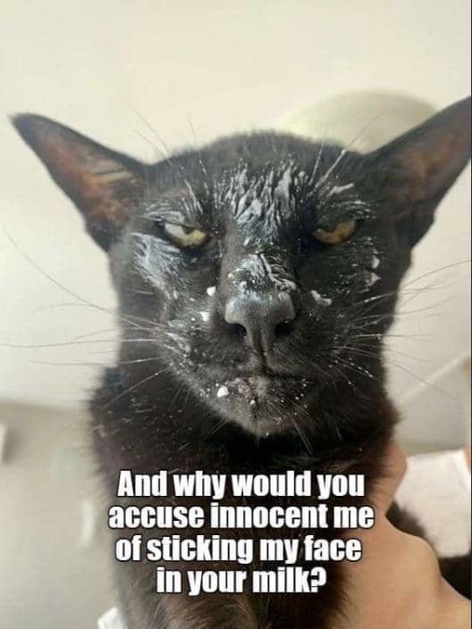 meme kucing tentang susu
