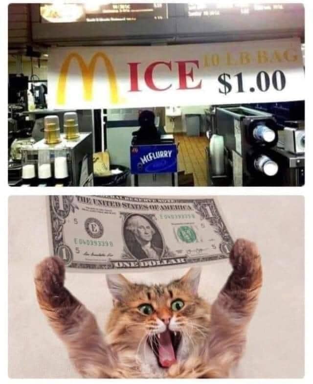meme kucing tentang es