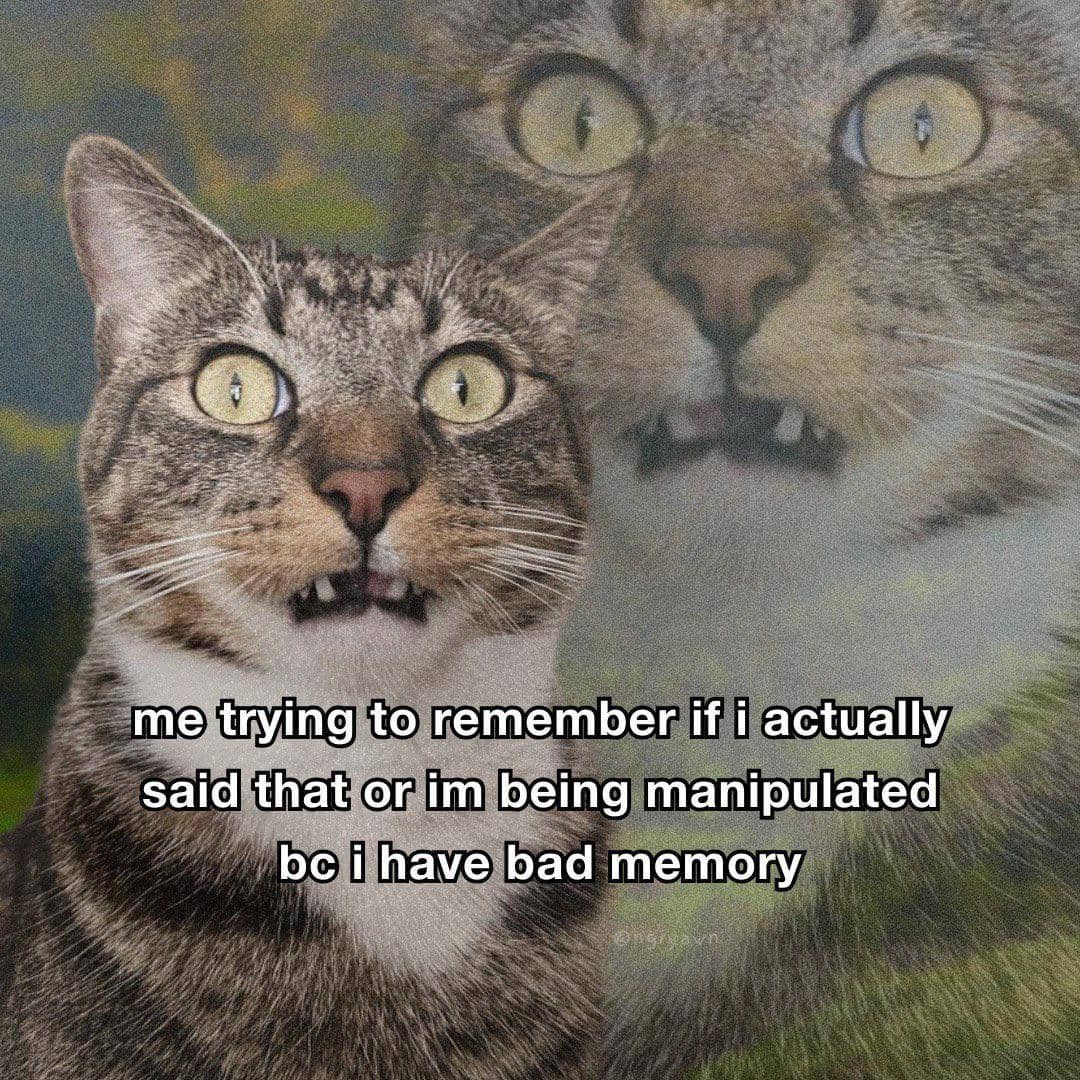 meme kucing tentang pelupa