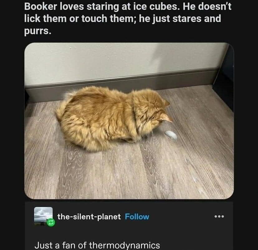 meme kucing tentang es