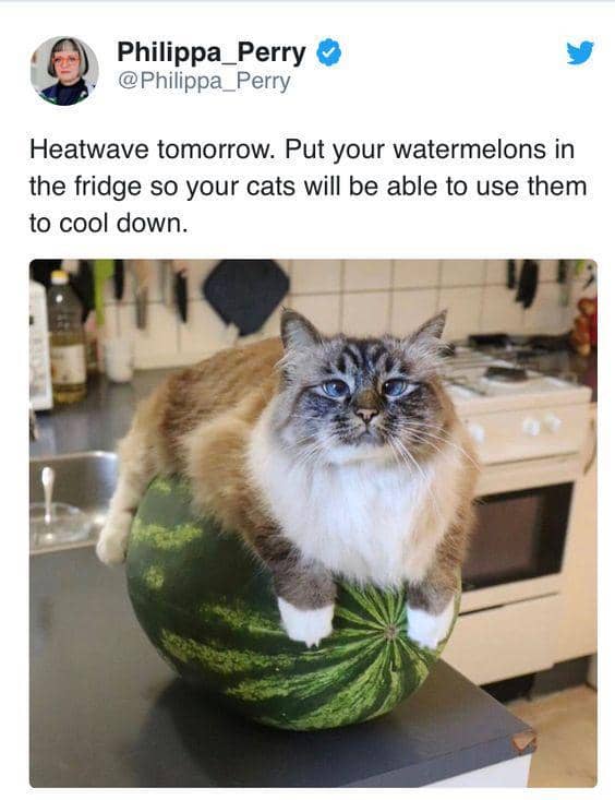 meme kucing tentang semangka