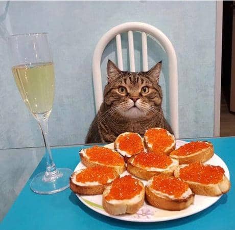meme kucing tentang telur