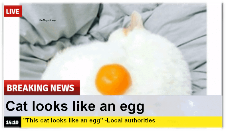 meme kucing tentang telur