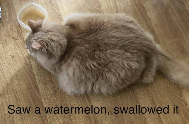 meme kucing tentang semangka