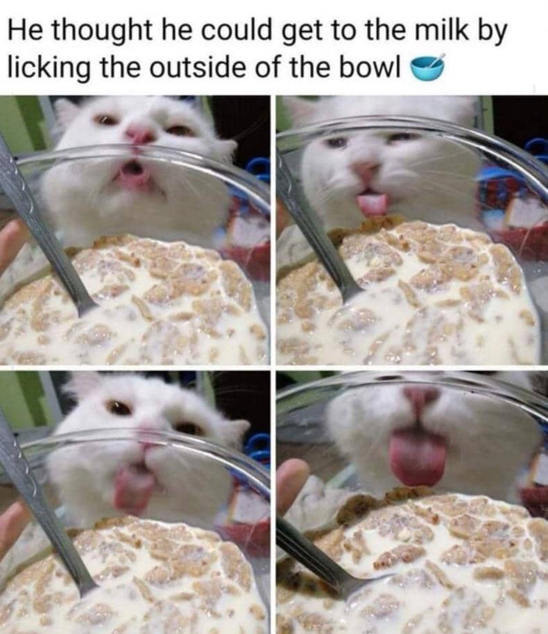 meme kucing tentang susu