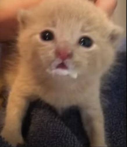 meme kucing tentang susu