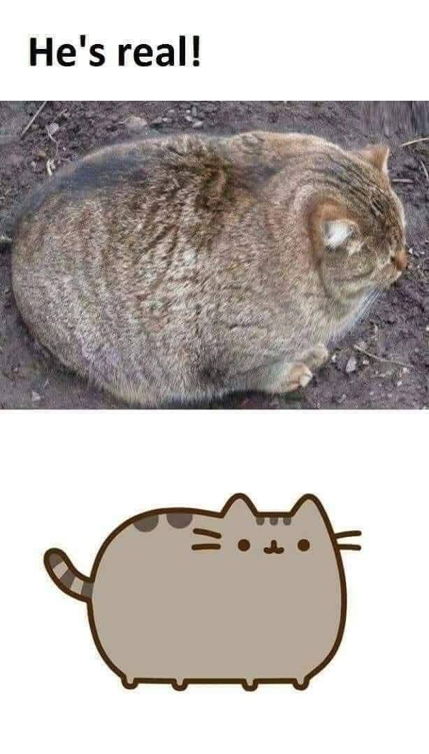 meme kucing tentang semangka