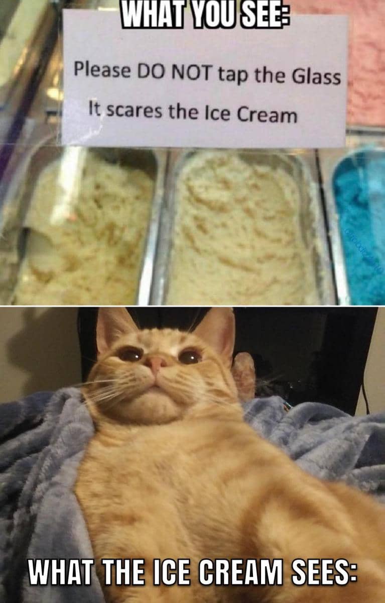 meme kucing tentang es