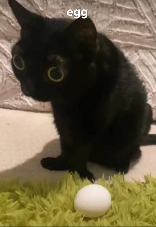 meme kucing tentang telur