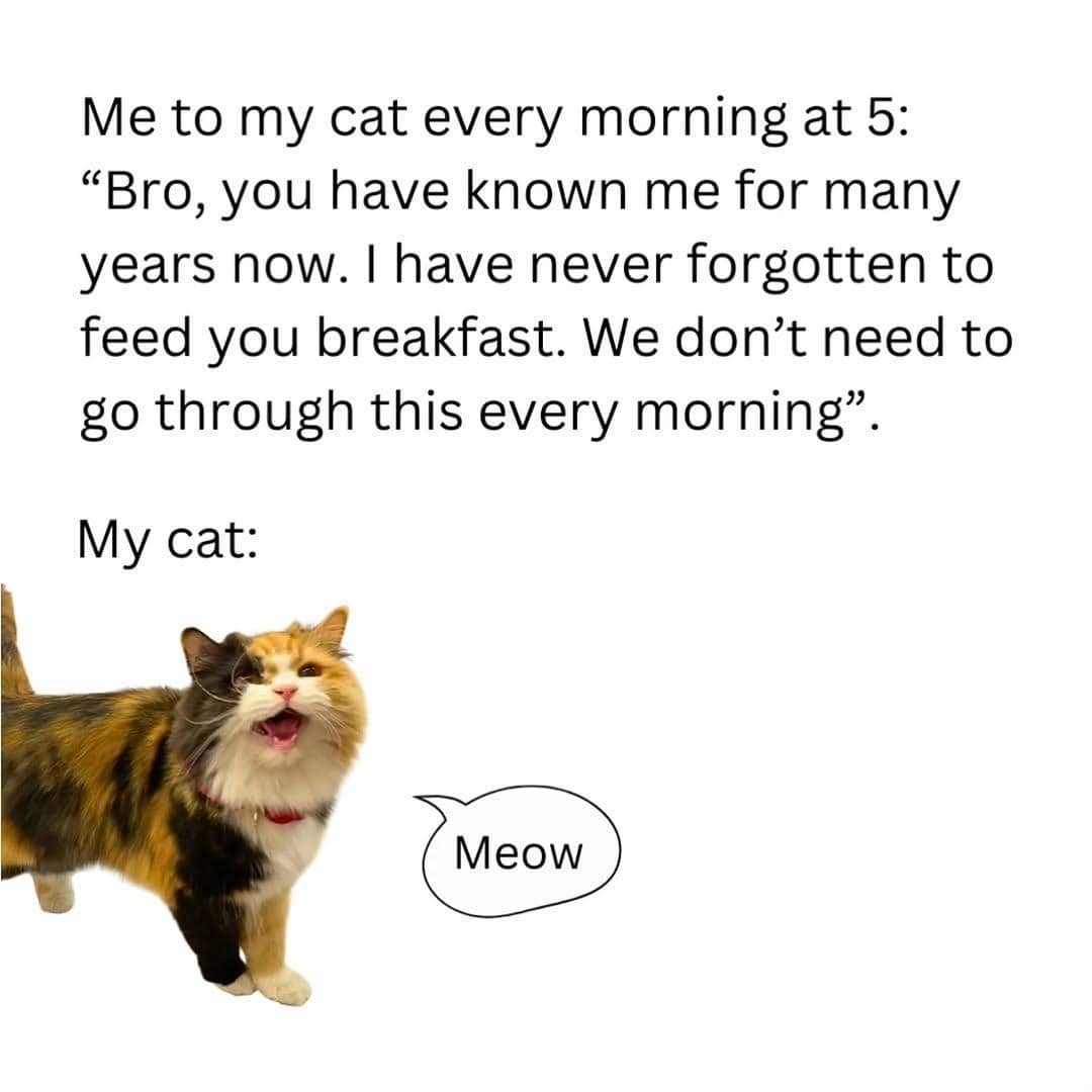 meme kucing tentang pelupa
