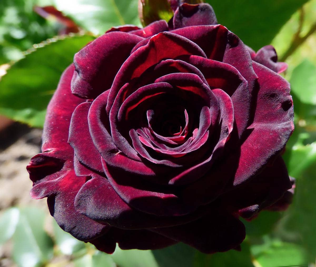 ilustrasi black baccara